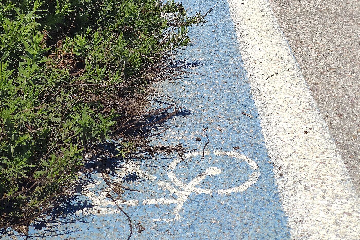 blauer Radweg mit Bewuchs