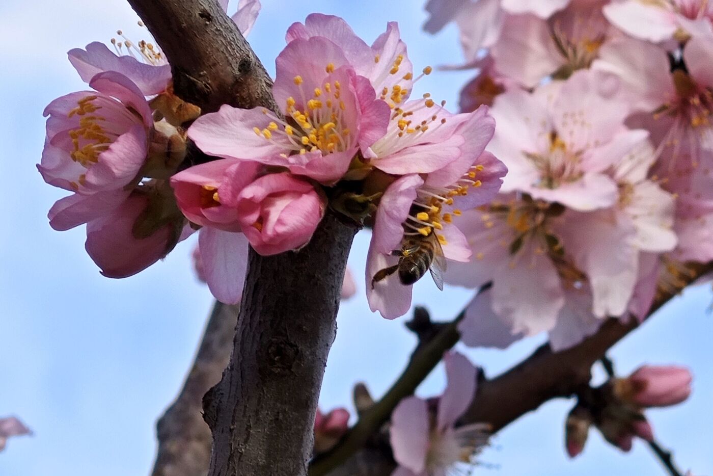 Mandelblüte