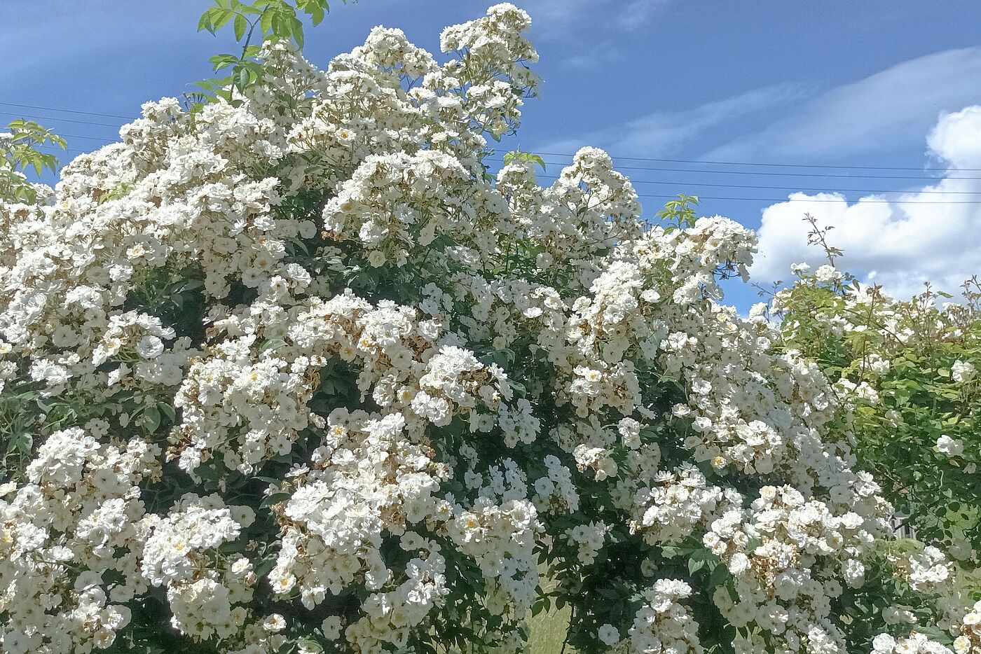 Rosengarten
