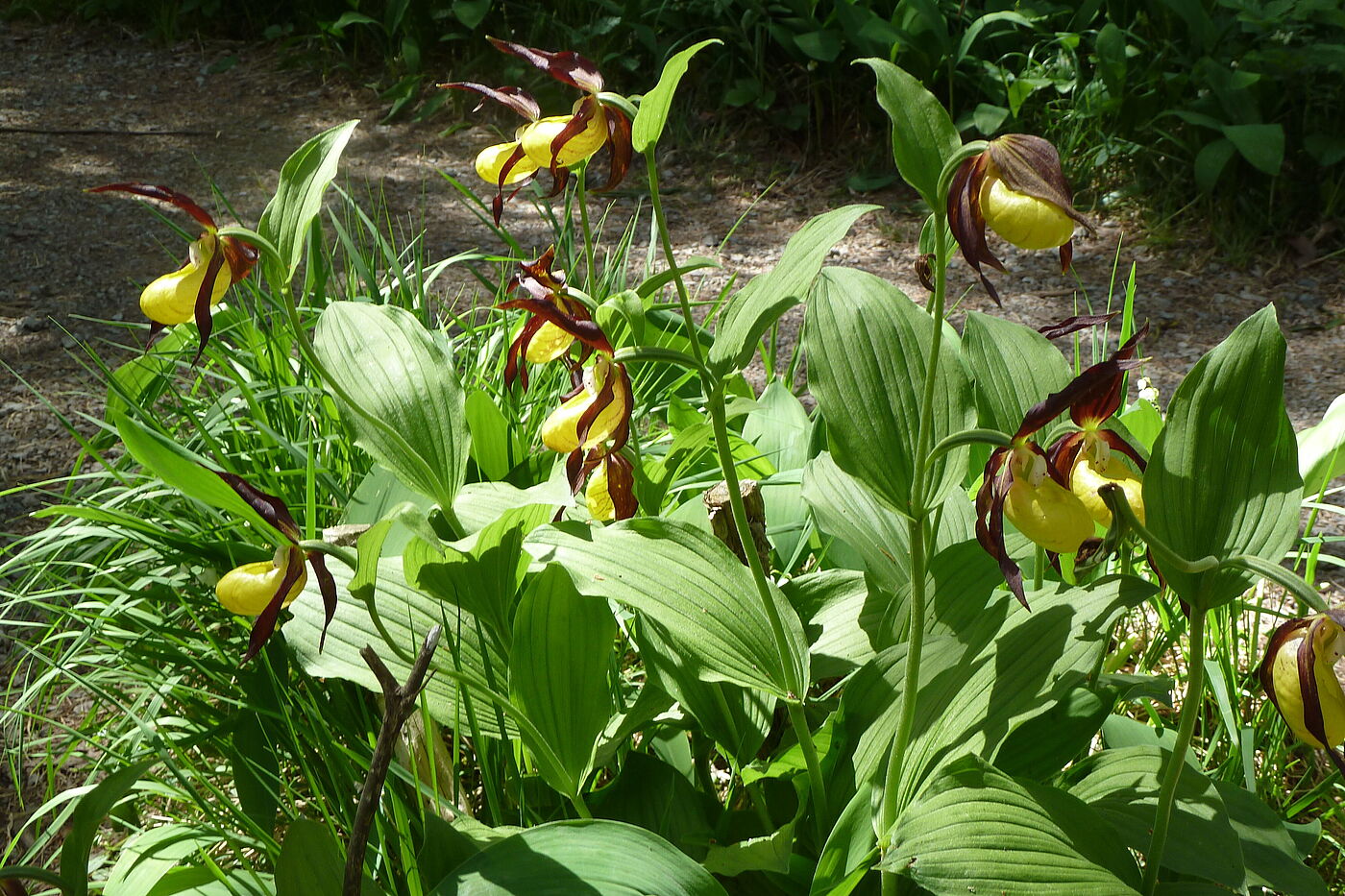 Frauenschuhblüte
