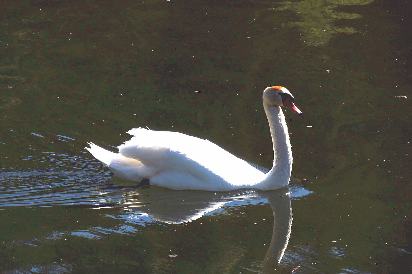 Schwan