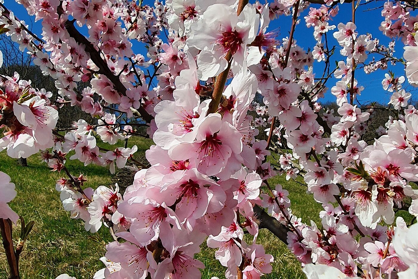 Mandelblüte